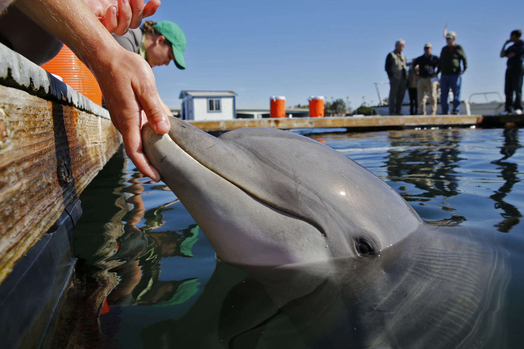 12. Don’t relax just because porpoises are nearby